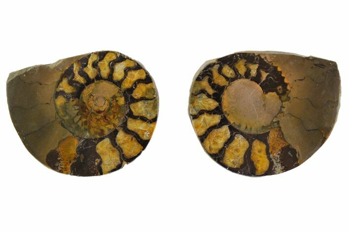1.7" Iron Replaced Ammonite Fossil Pair - Morocco